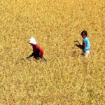 North Korean harvest workers