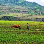 Tending a field in rural North Korea